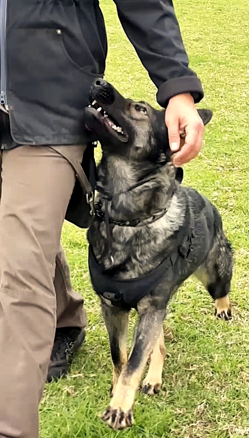 Cão atento ao tutor durante o treino
