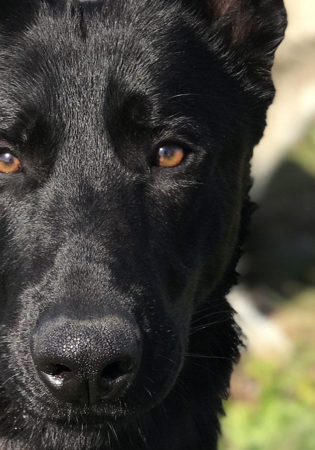 Zeus, o pastor alemão da Motion Dogs, a olhar de frente